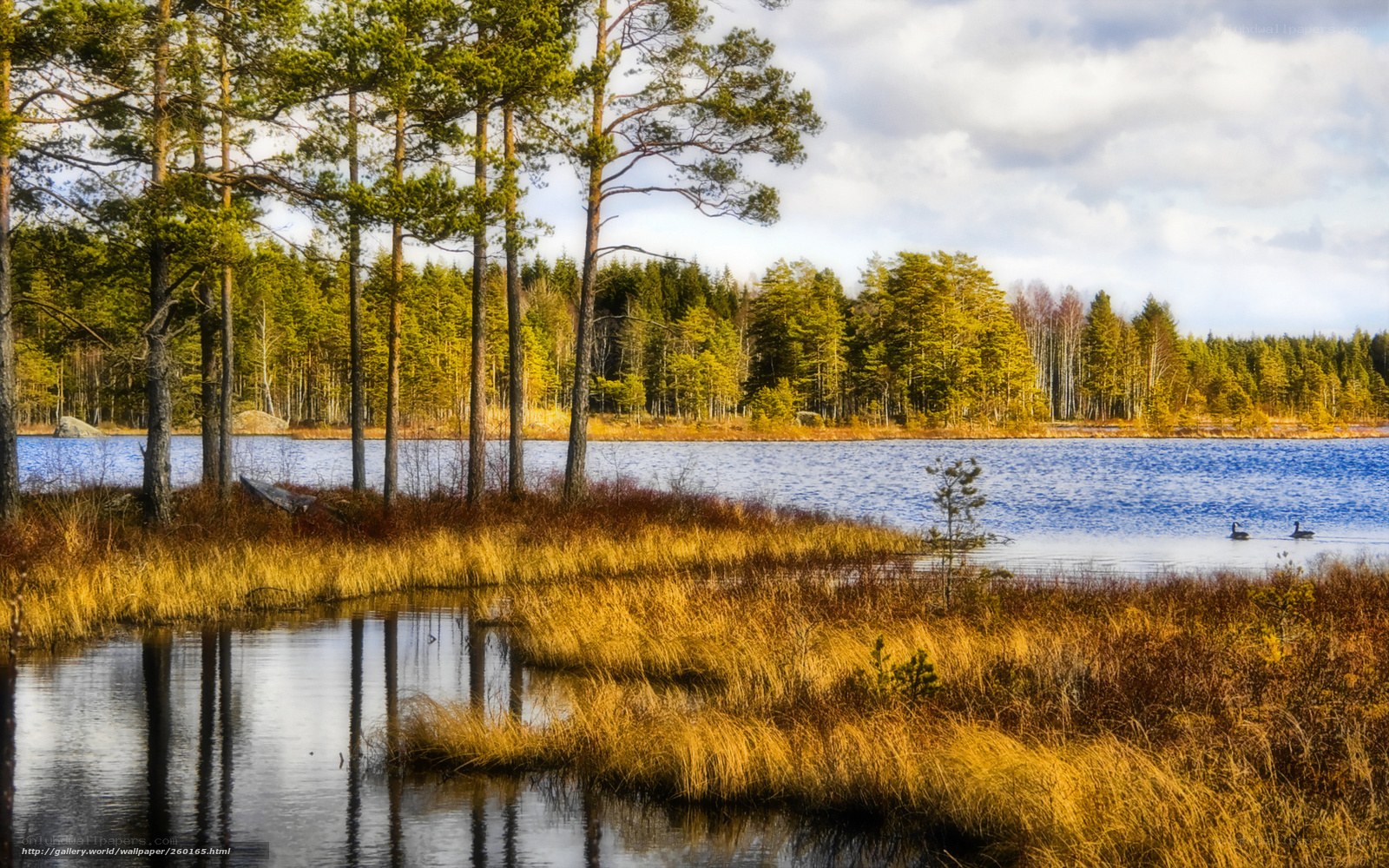 Autumn forest lake scene