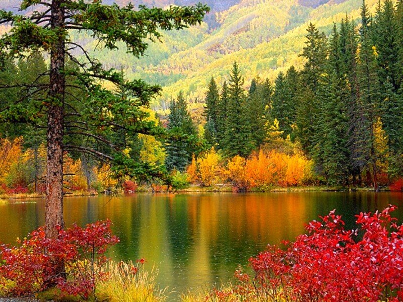 Autumn forest lake scenery