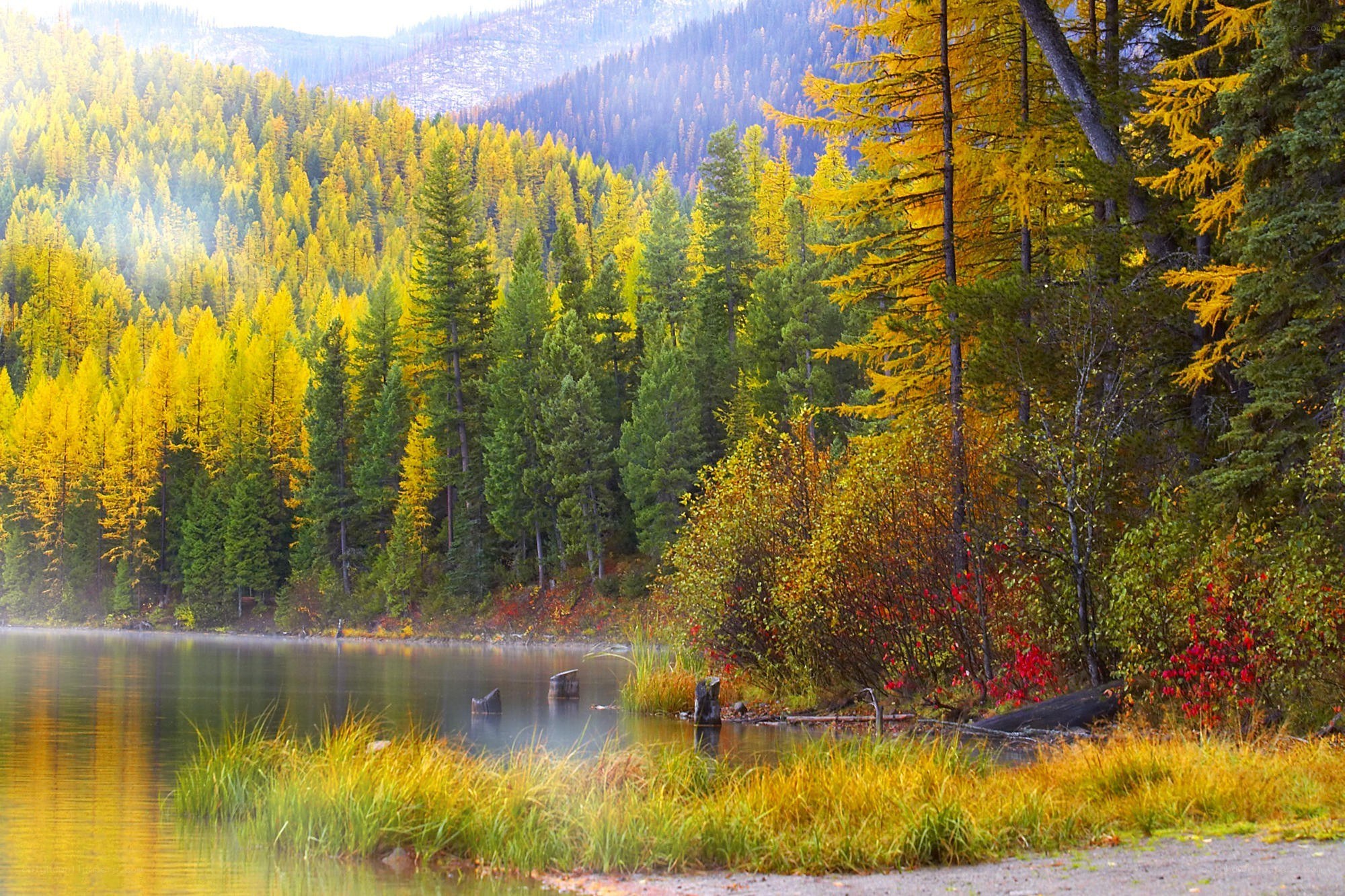 Autumn forest lake scenery