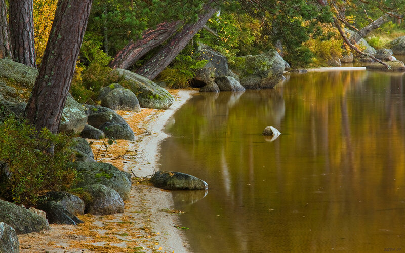 Autumn forest lake shore