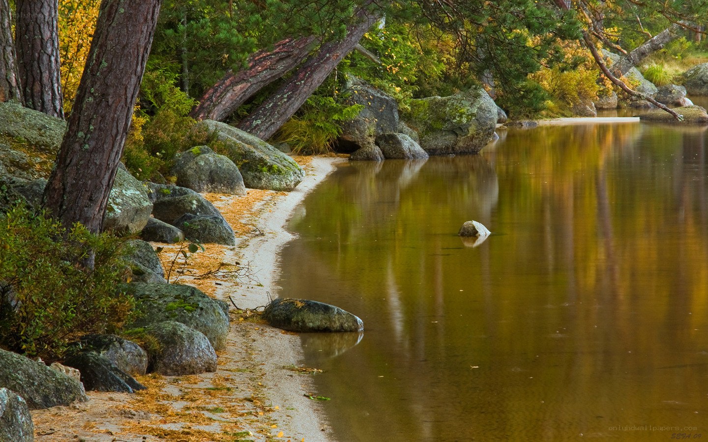 Autumn forest lake shore
