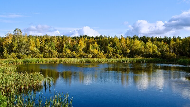Autumn forest lake