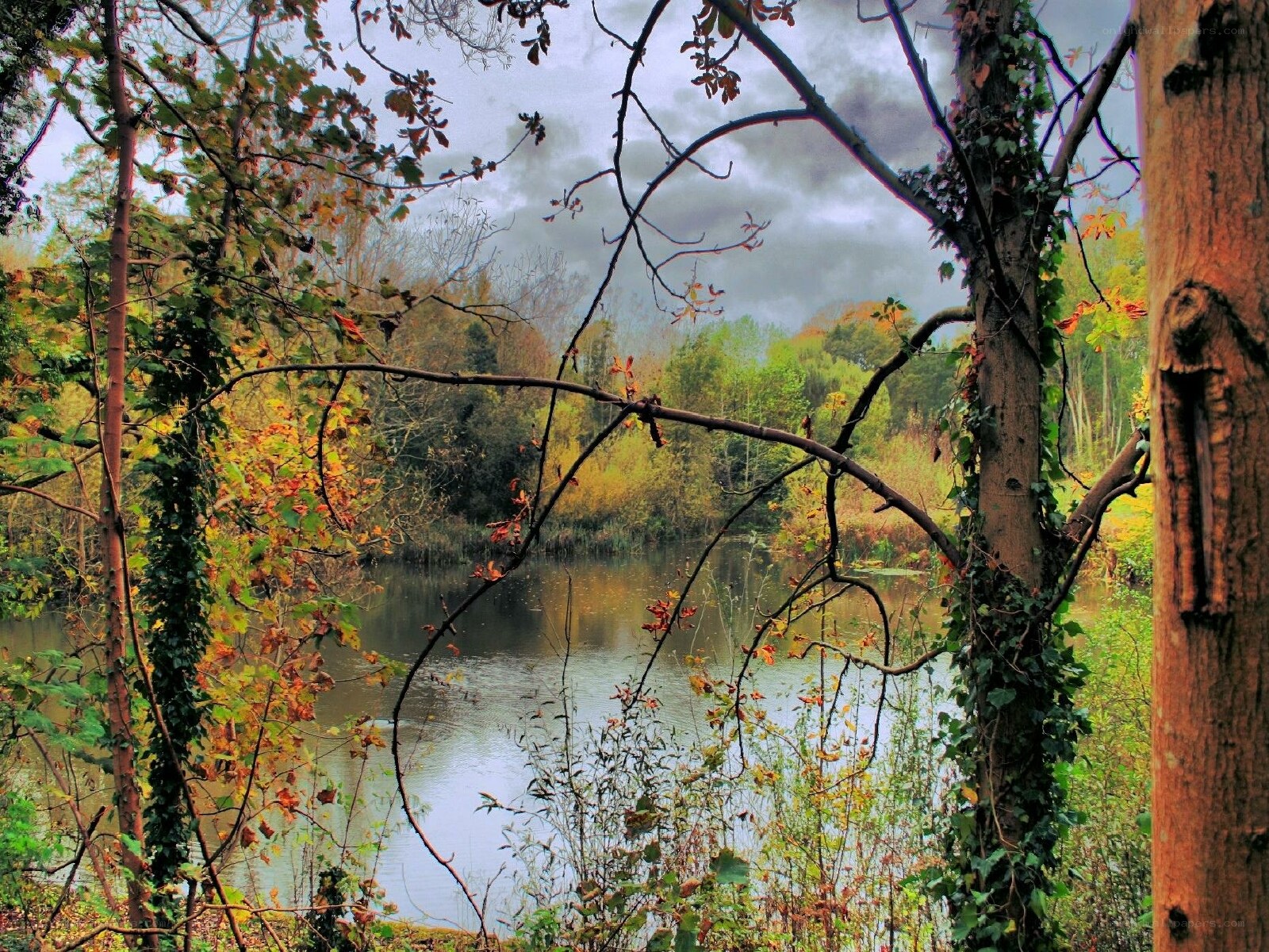 Autumn forest lake view