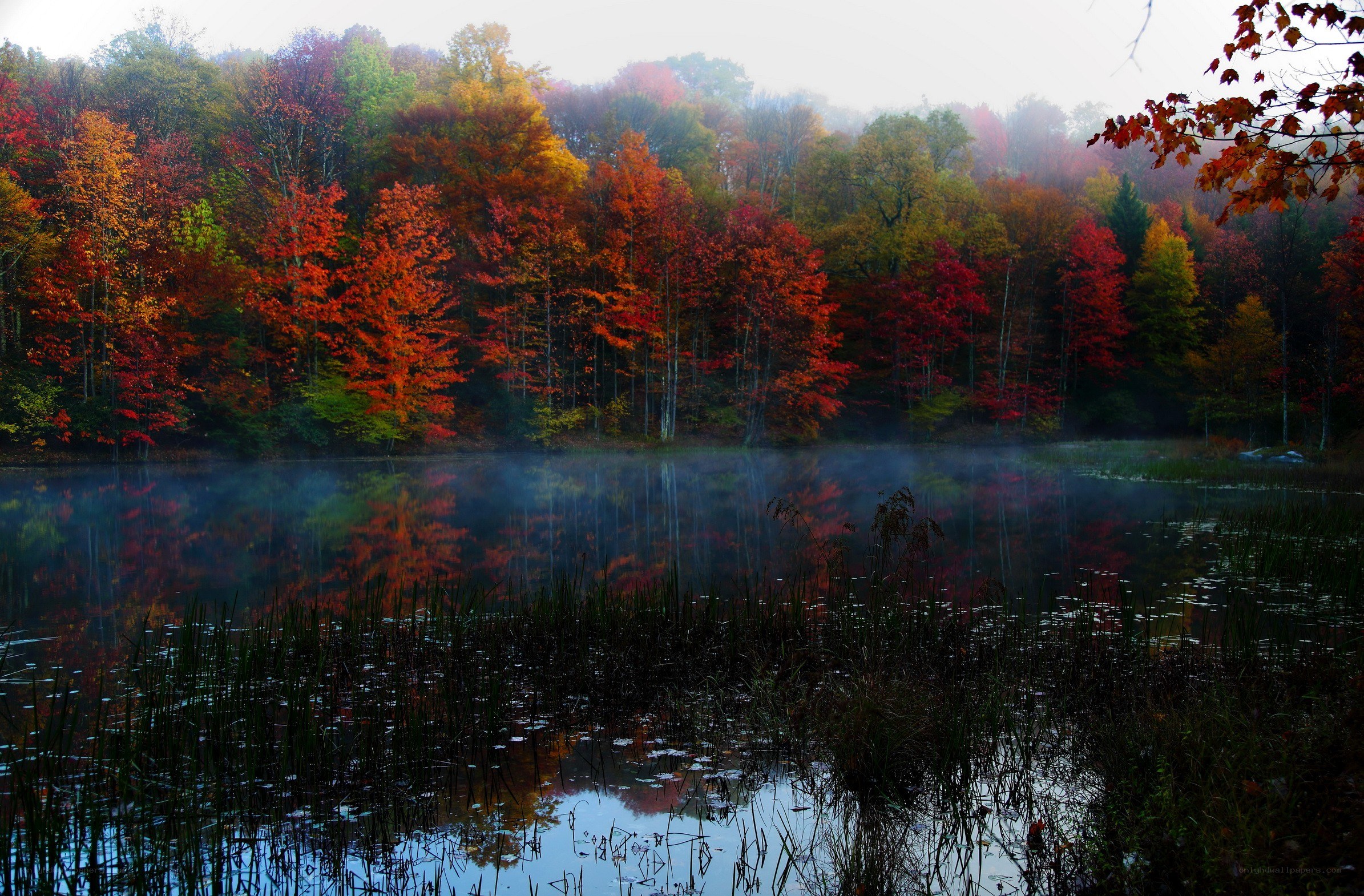 Autumn forest lake with mist