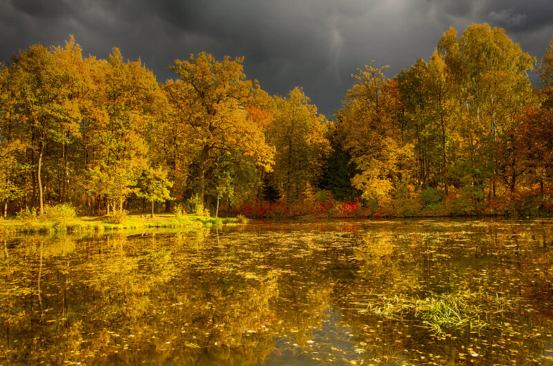Autumn Forest Lake — Yellow, Dramatic, Photograph