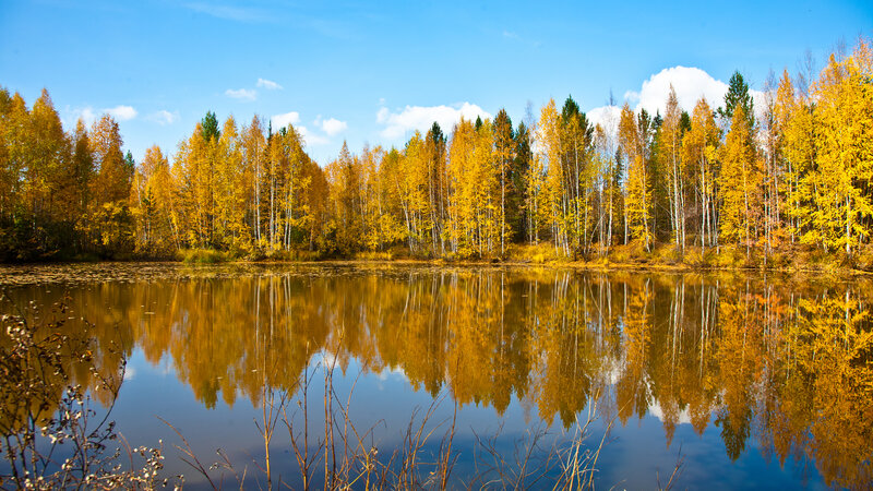 Autumn Forest Lake — Yellow, Serene, Photograph, Trees, Reflection