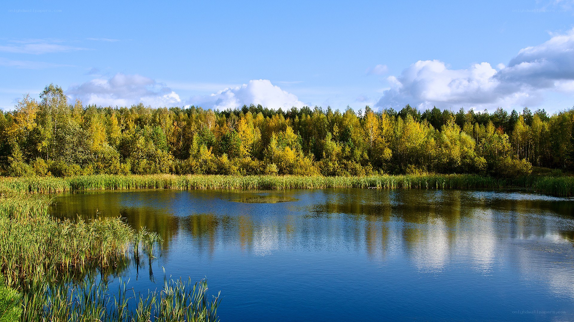 Autumn forest lake