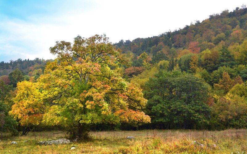 Autumn forest landscape