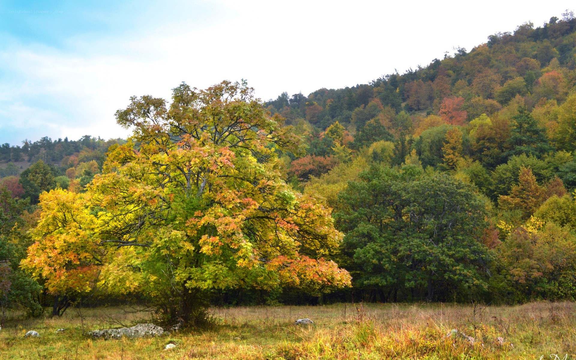 Autumn forest landscape