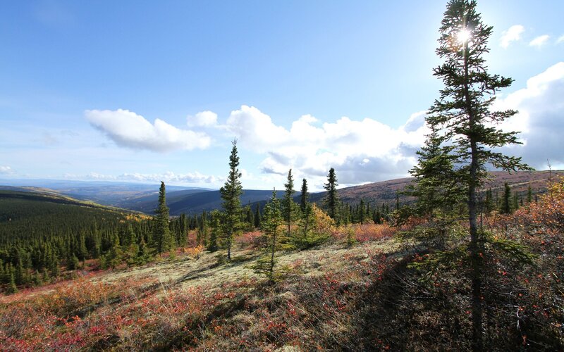 Autumn forest landscape