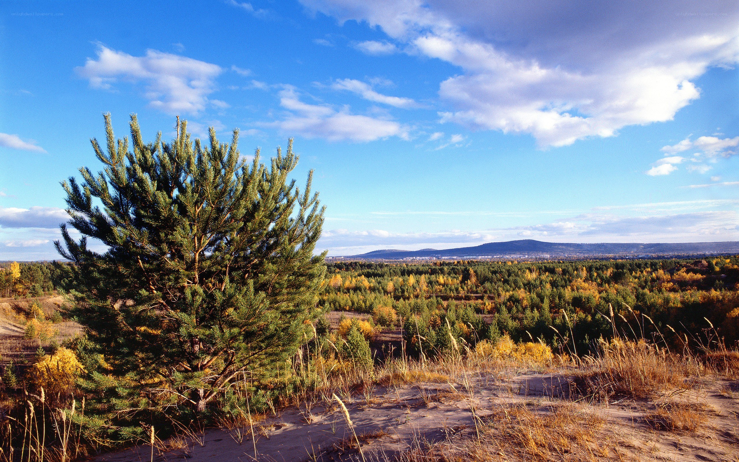 Autumn forest landscape