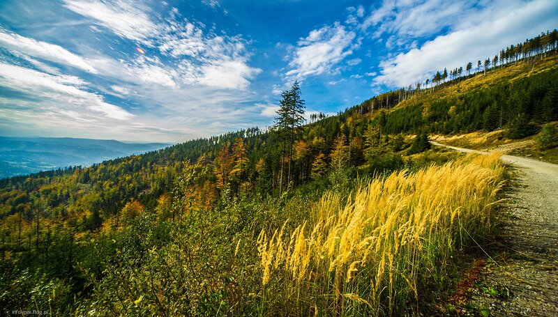 Autumn forest landscape