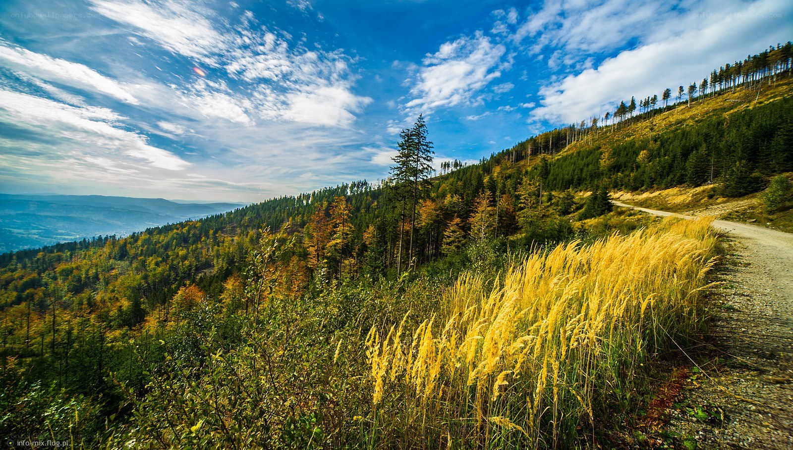 Autumn forest landscape