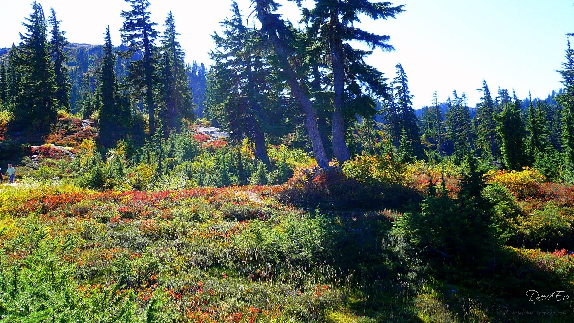 Autumn forest landscape