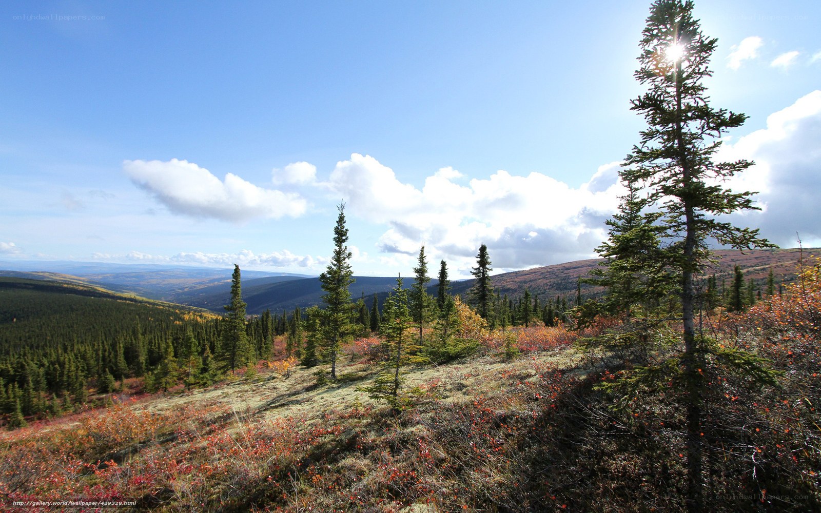 Autumn forest landscape