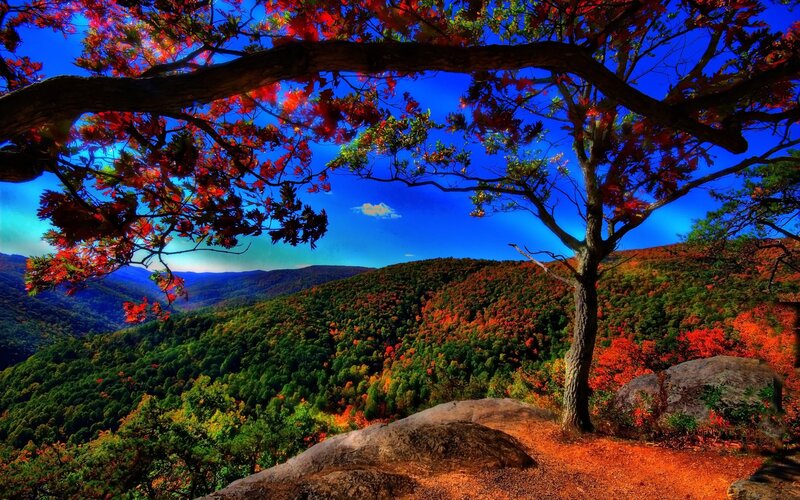 Autumn forest landscape