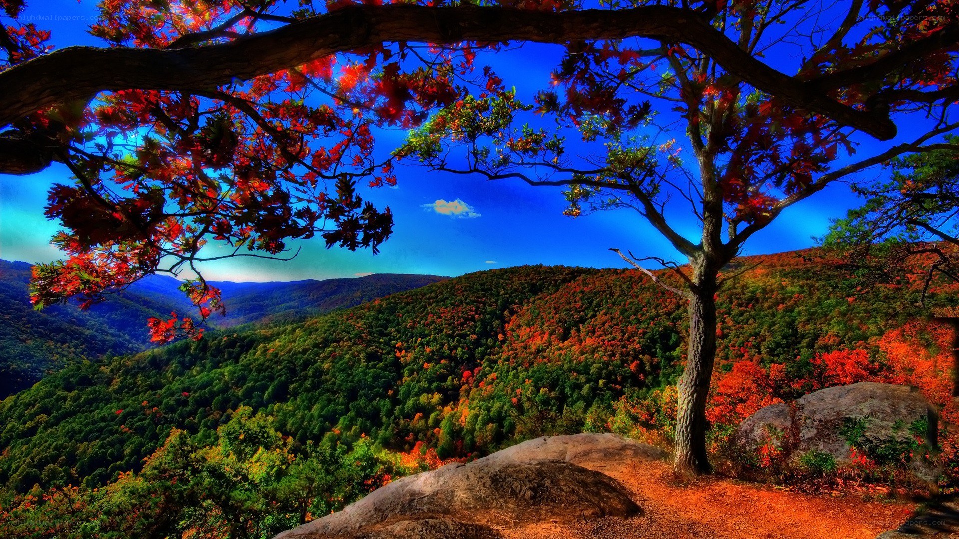 Autumn forest landscape