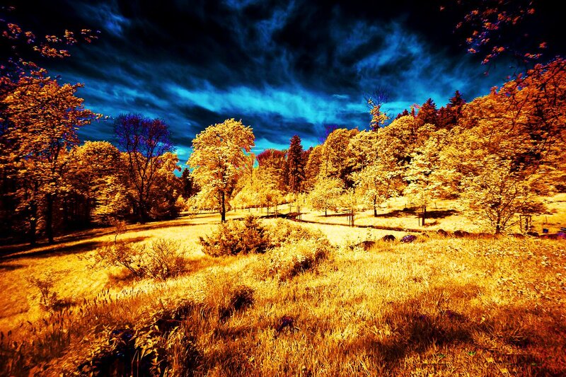 Autumn Forest Landscape — Blue, Dramatic