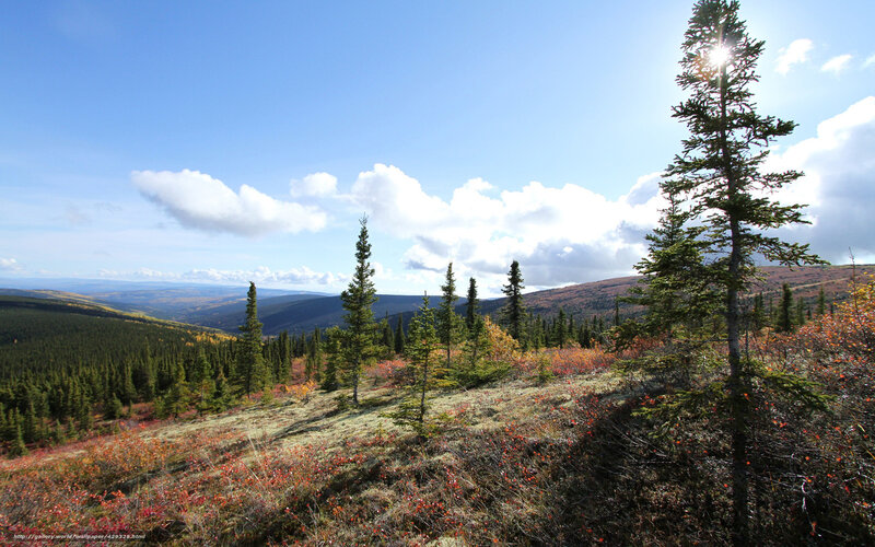 Autumn Forest Landscape — Blue, Serene, Afternoon