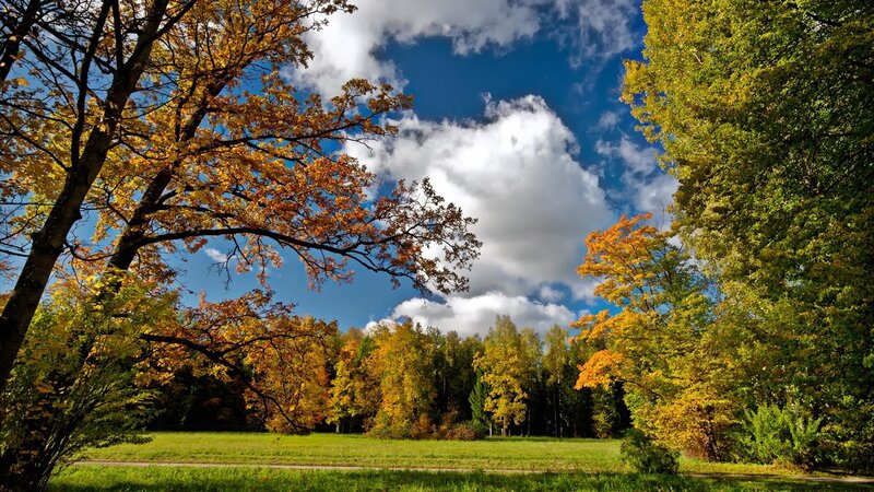 Autumn Forest Landscape — Blue, Serene, Photograph