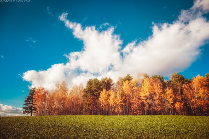 Autumn Forest Landscape — Blue, Serene, Photograph, Trees, Field