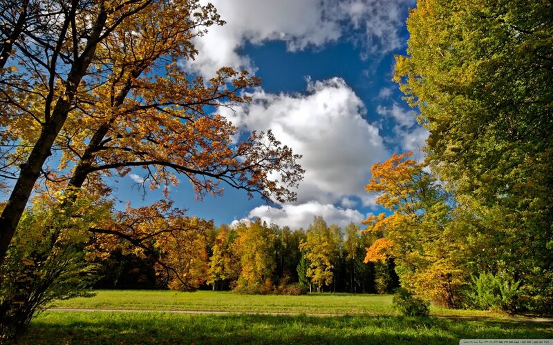Autumn Forest Landscape — Blue, Serene, Photograph, Trees, Grass