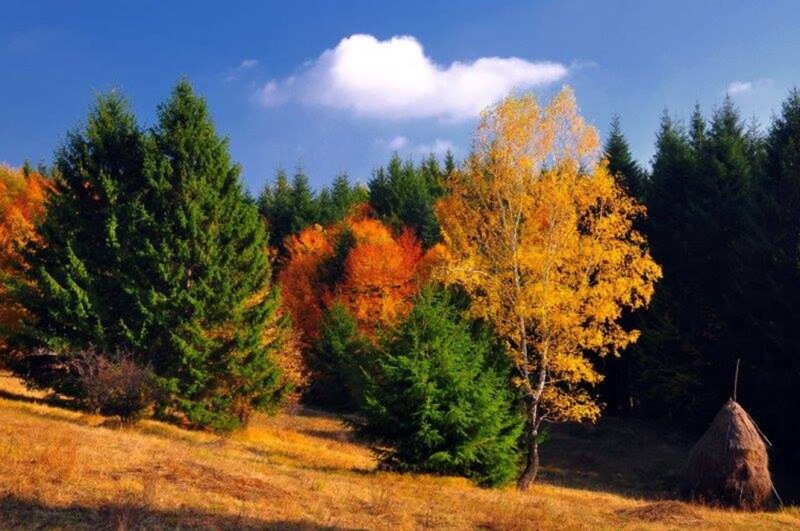 Autumn Forest Landscape — Blue, Serene, Photograph, Trees, Haystack