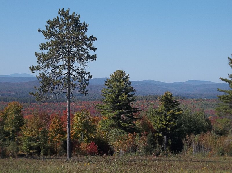 Autumn Forest Landscape — Blue, Serene, Photograph, Trees, Mountains