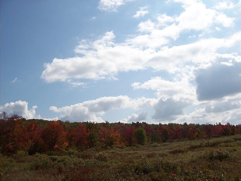 Autumn Forest Landscape — Blue, Serene, Photograph, Trees