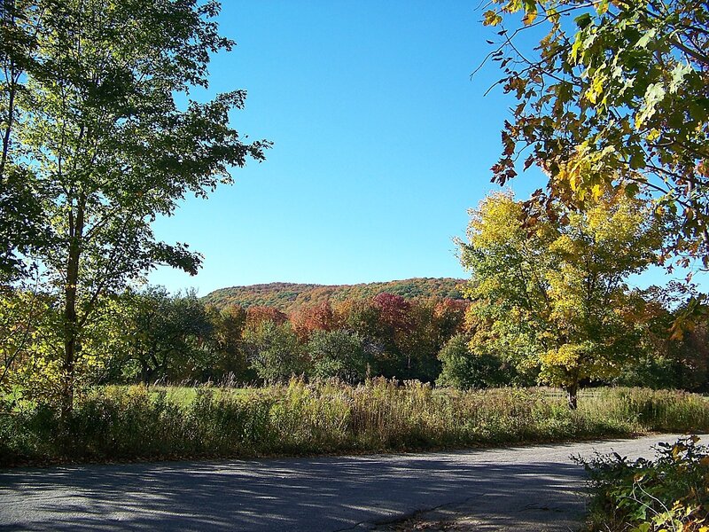 Autumn Forest Landscape — Blue