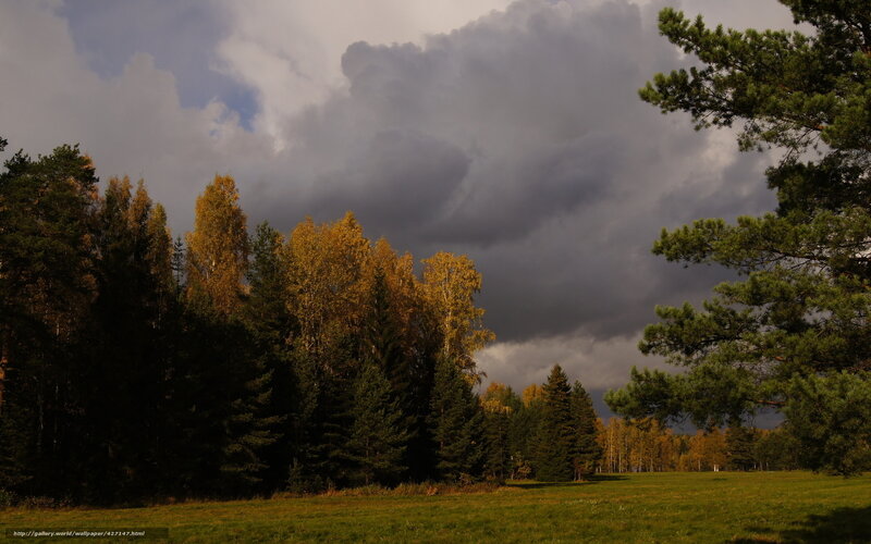 Autumn Forest Landscape — Green, Dramatic, Photograph, Trees, Clouds