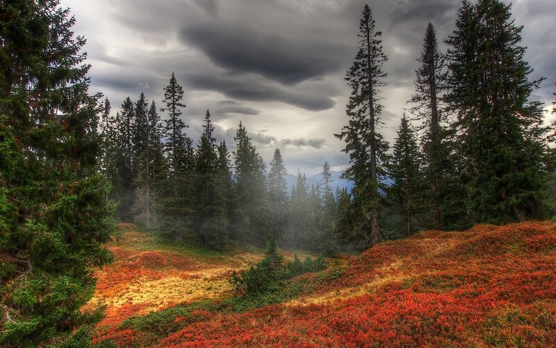Autumn Forest Landscape — Green, Dramatic, Photograph, Trees, Mountains, Clouds