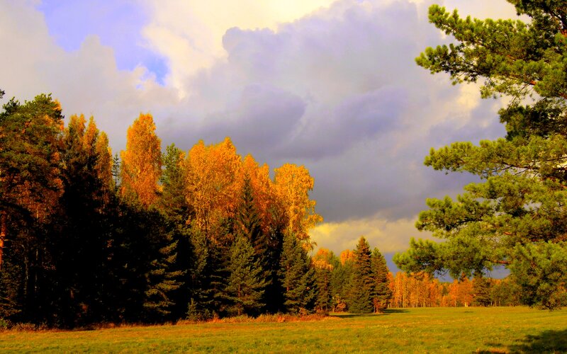 Autumn Forest Landscape — Green, Dramatic, Photograph, Trees