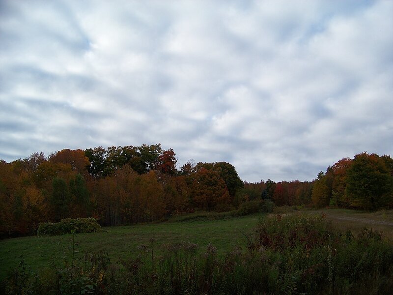 Autumn Forest Landscape — Green, Overcast