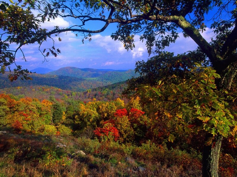 Autumn Forest Landscape — Green, Serene, Photograph, Mountains, Trees