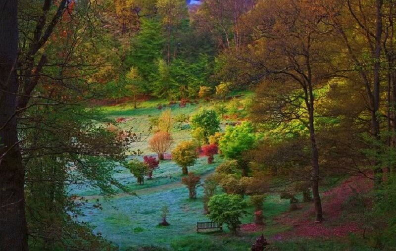 Autumn Forest Landscape — Green, Serene, Photograph, Trees, Bench