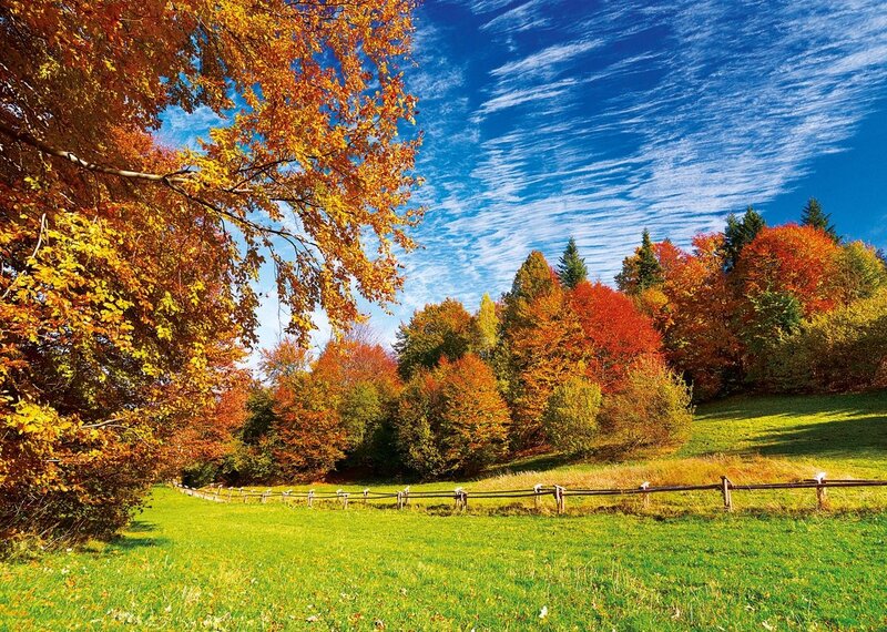 Autumn Forest Landscape — Green, Serene, Photograph, Trees, Fence