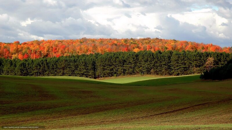 Autumn Forest Landscape — Green, Serene, Photograph, Trees, Field, Clouds