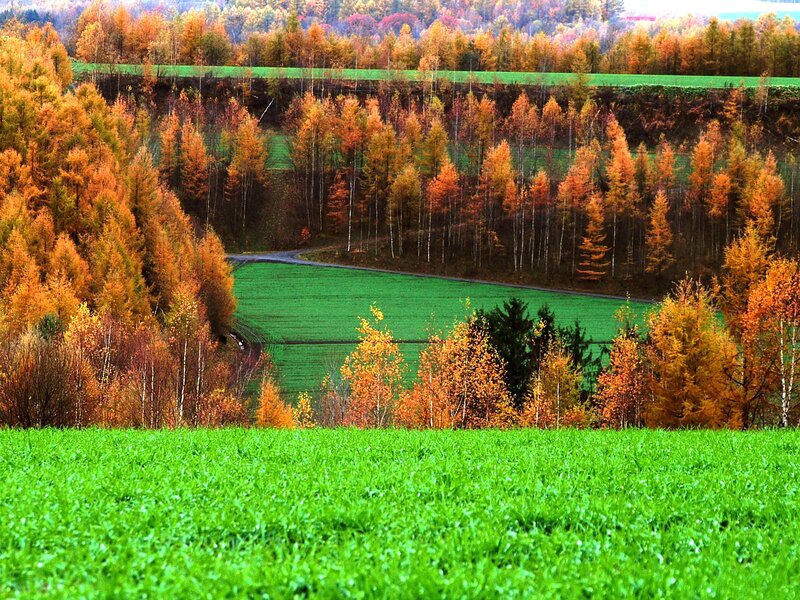 Autumn Forest Landscape — Green, Serene, Photograph, Trees, Fields