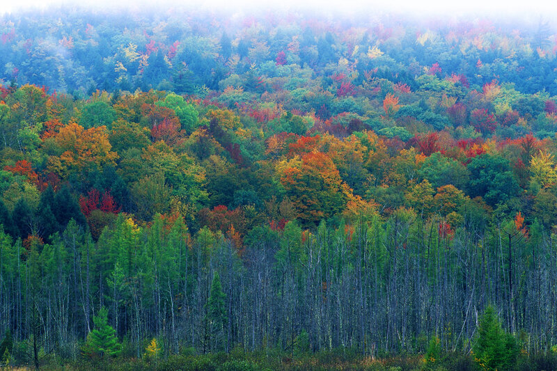 Autumn Forest Landscape — Green, Serene, Photograph, Trees, Fog