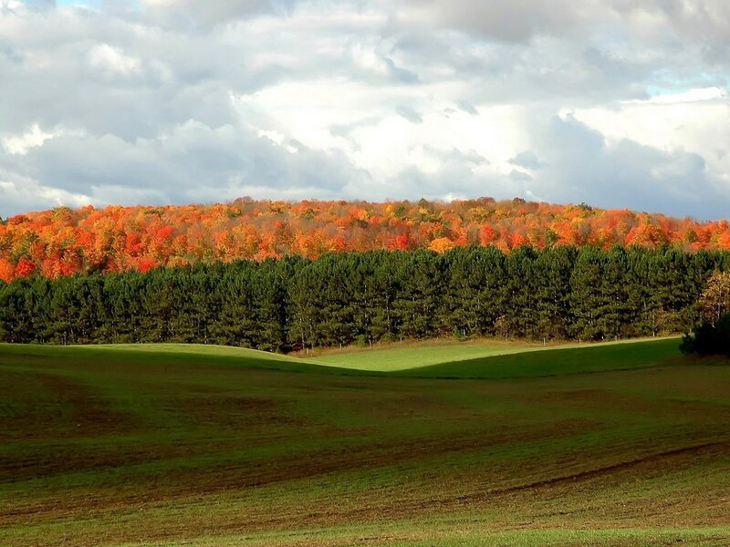 Autumn Forest Landscape — Green, Serene, Photograph, Trees, Hills, Sky, Orange