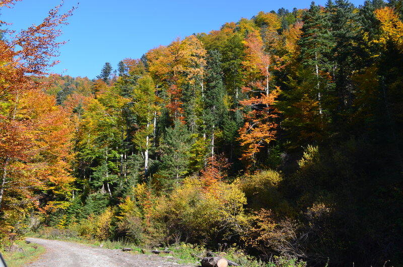 Autumn Forest Landscape — Green, Serene, Photograph, Trees, Path