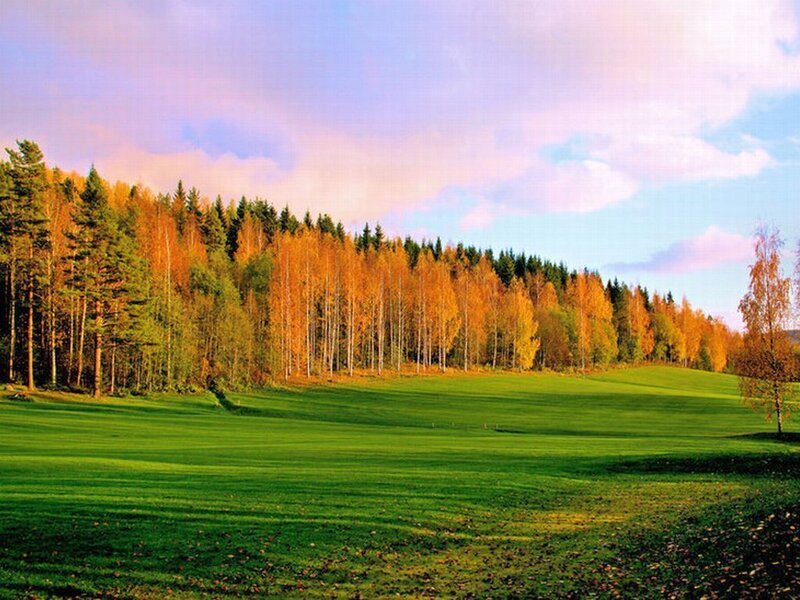 Autumn Forest Landscape — Green, Serene, Photograph, Trees