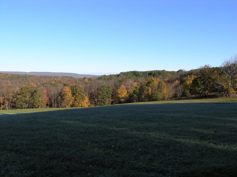Autumn Forest Landscape — Green, Serene