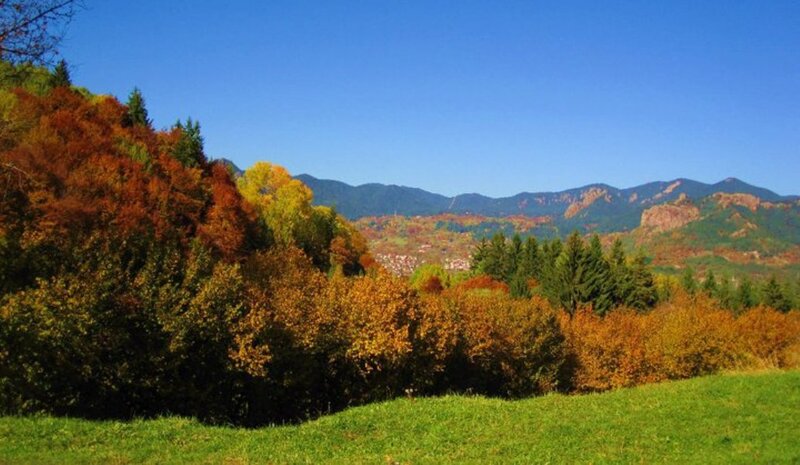 Autumn Forest Landscape — Green