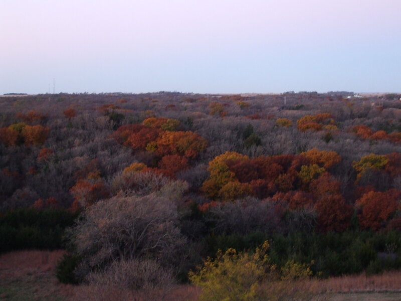 Autumn Forest Landscape — Orange, Calm