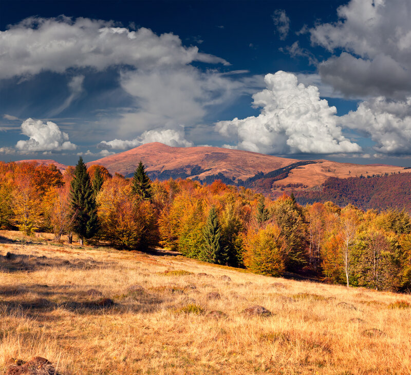 Autumn Forest Landscape — Orange, Dramatic