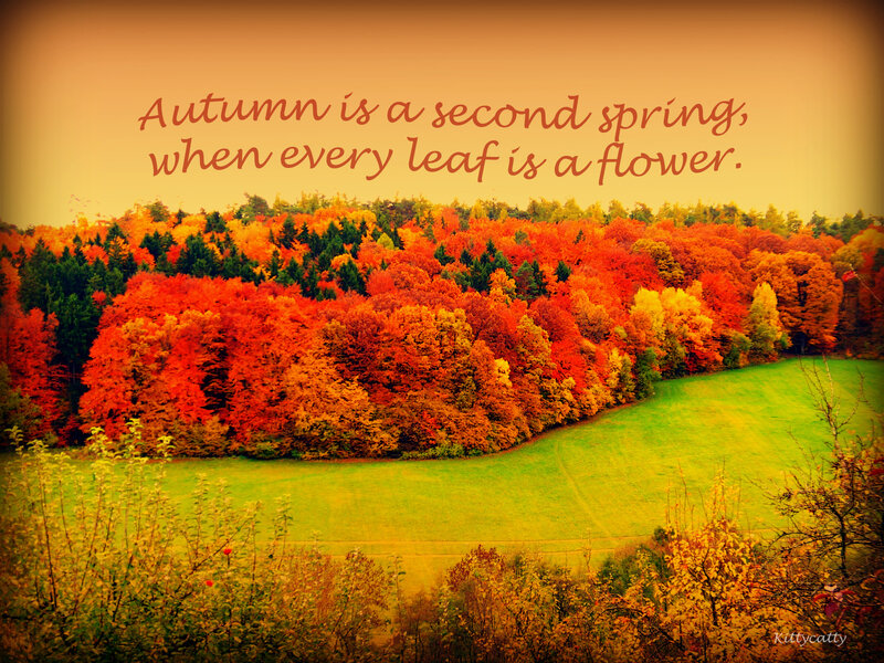 Autumn Forest Landscape — Orange, Serene, Photograph, Green Field