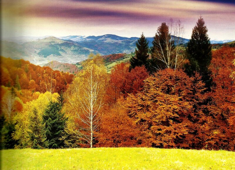 Autumn Forest Landscape — Orange, Serene, Photograph, Mountains