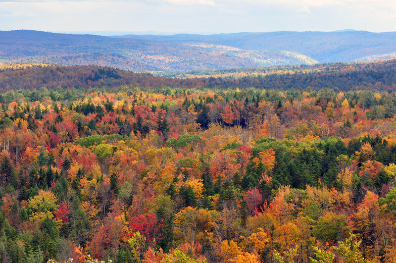 Autumn Forest Landscape — Orange, Serene, Photograph